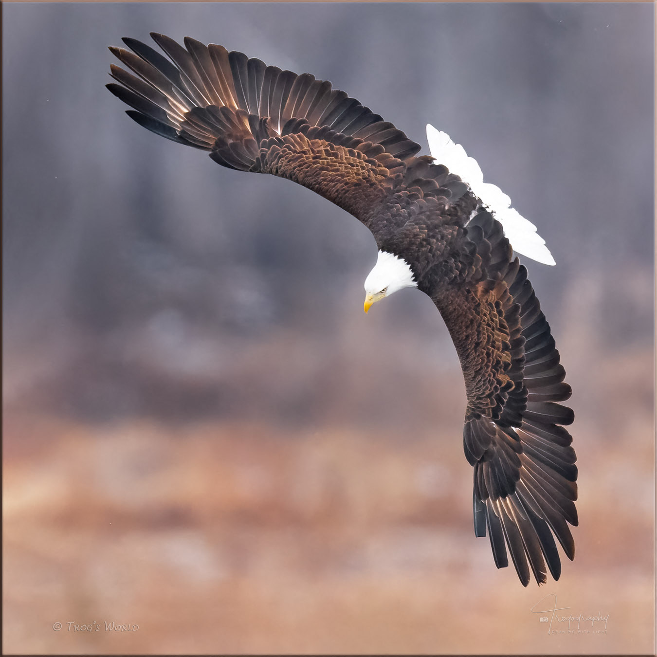 Bald Eagle in flight over the Mississippi