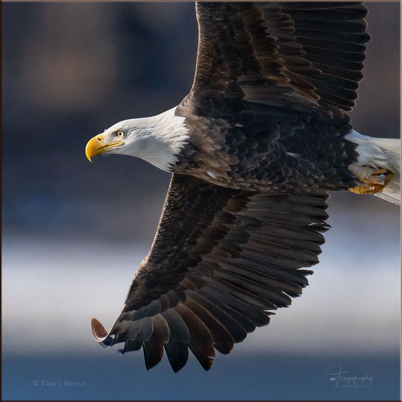 Bald Eagle in flight over the Mississippi