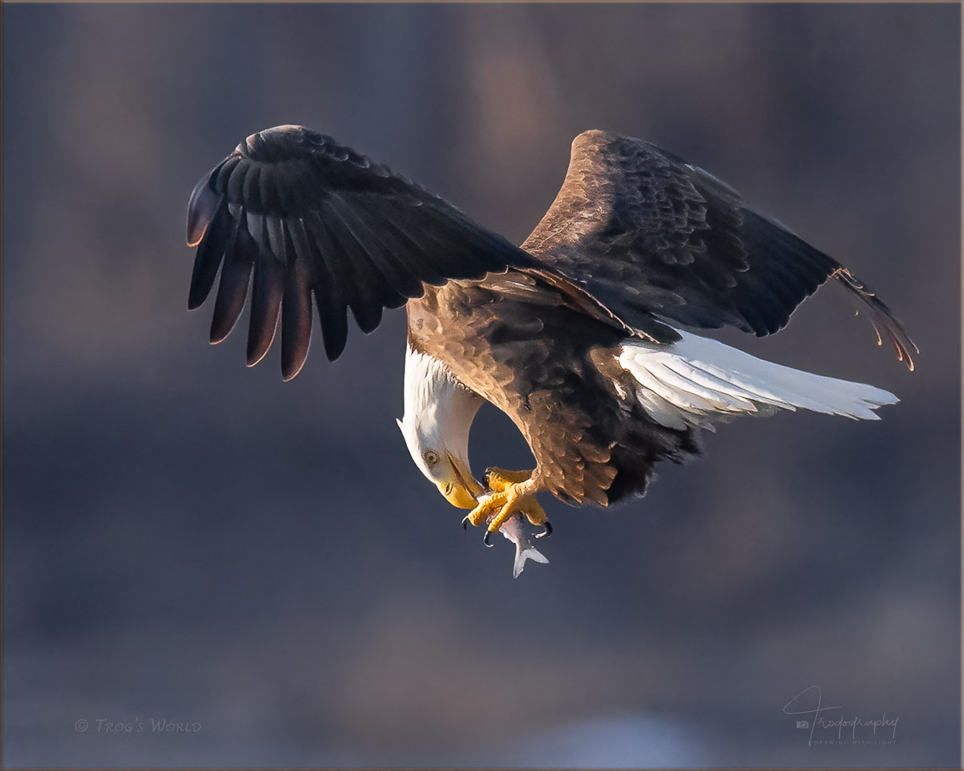 Bald Eagle eating fish in mid-air