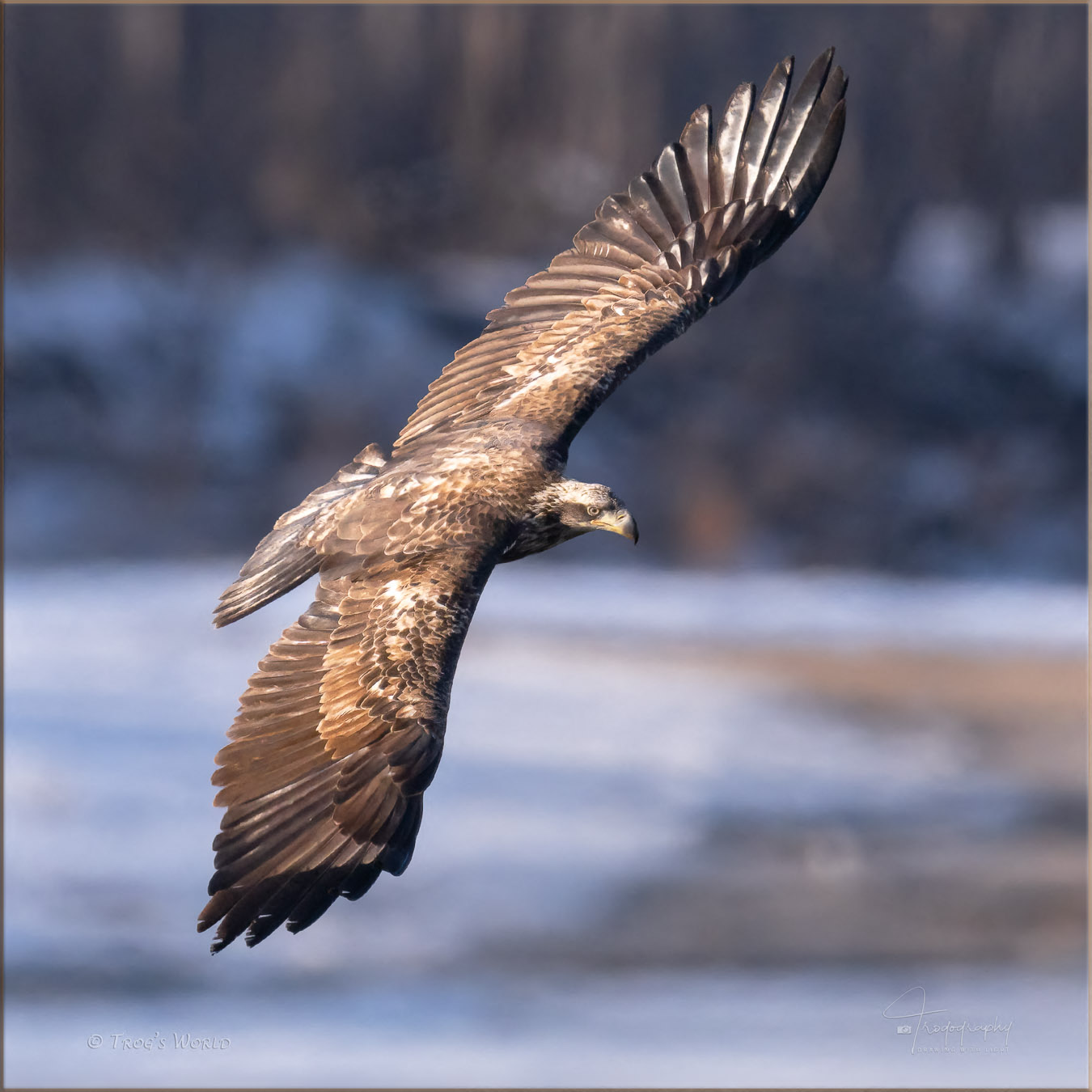 Juvenile Bald Eagle in flight at sunset