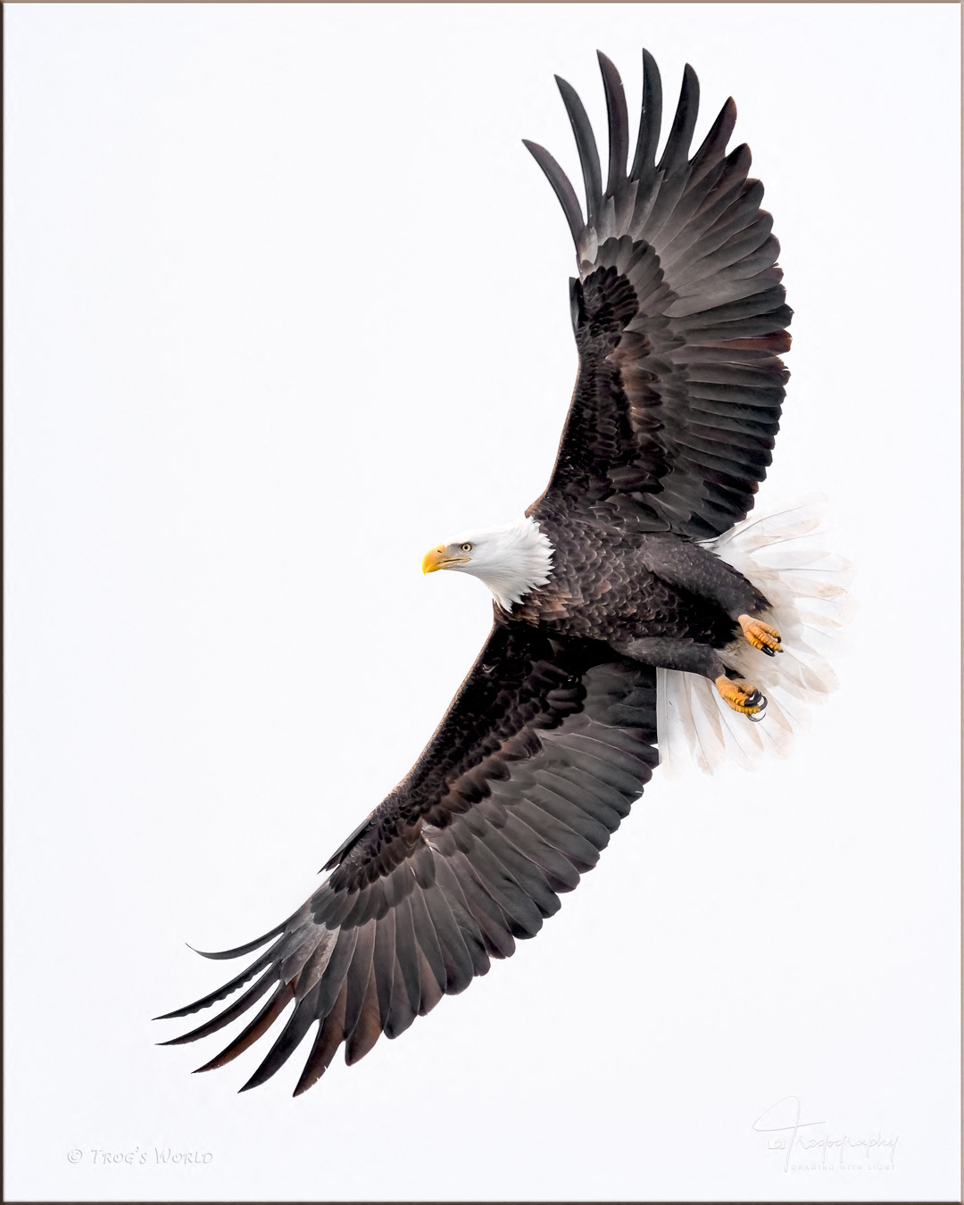 Bald Eagle in flight