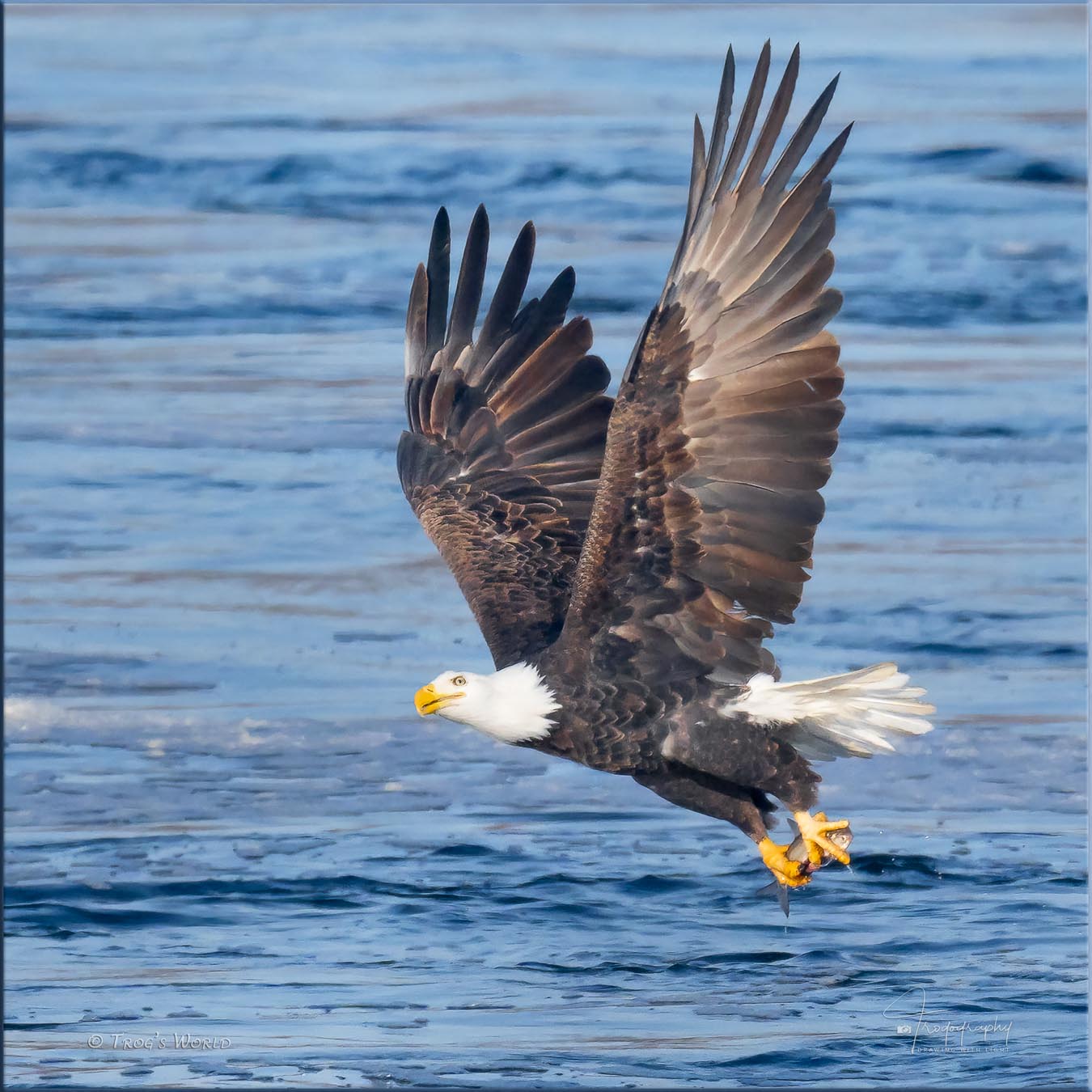 Bald Eagle catching a fish in the river