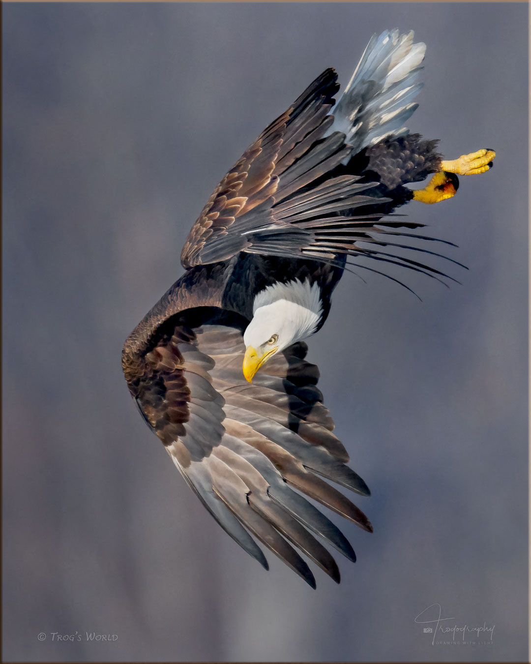 Bald Eagle diving for a fish