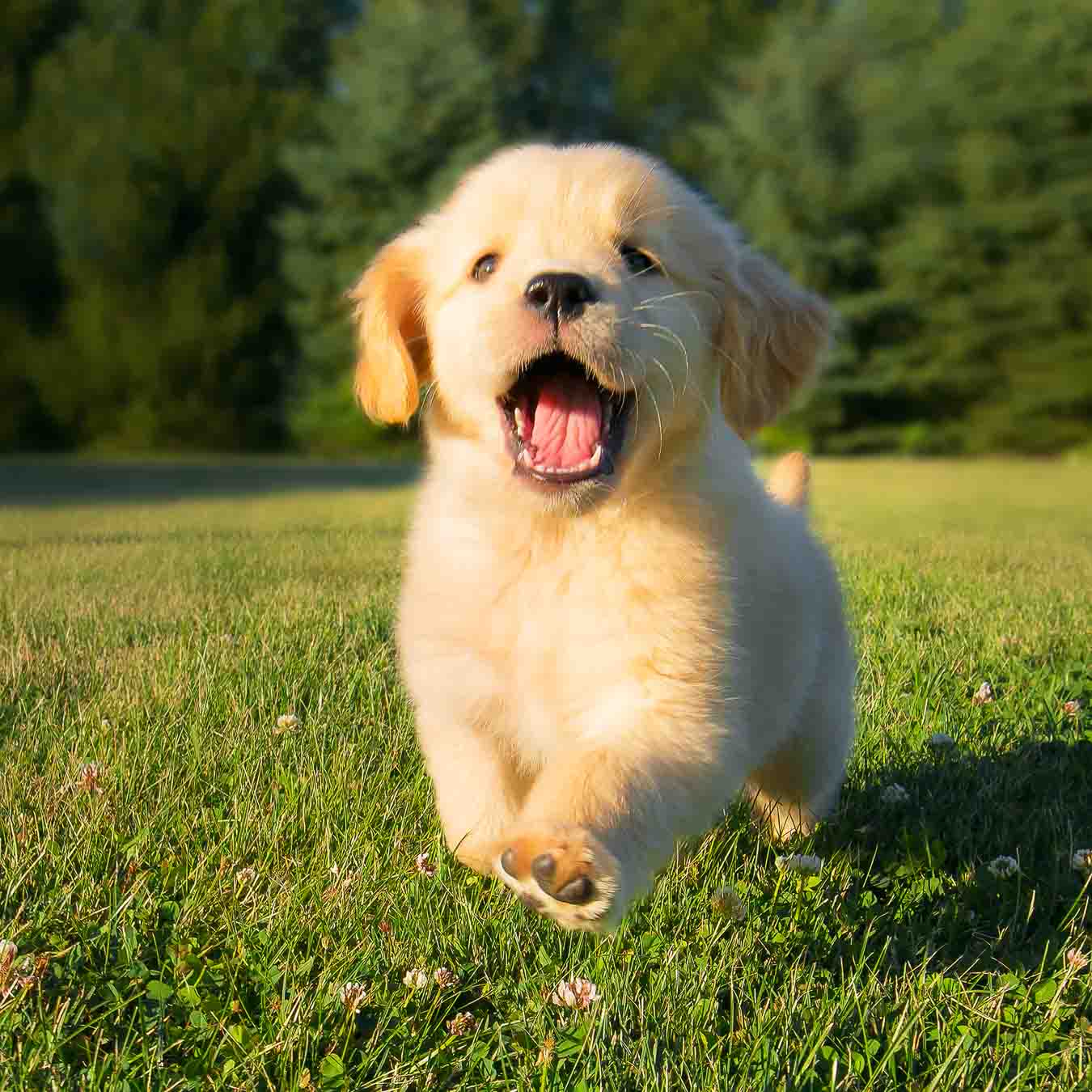 Golden Retriever puppy running in the grass