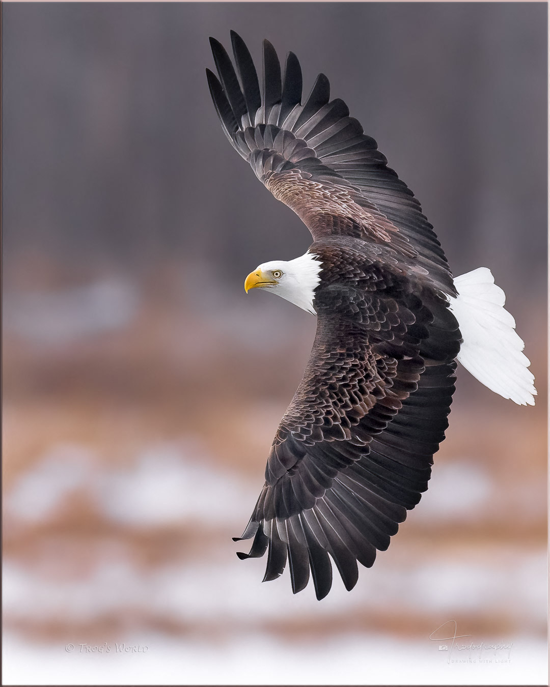 Bald Eagle in flight over the Mississippi river