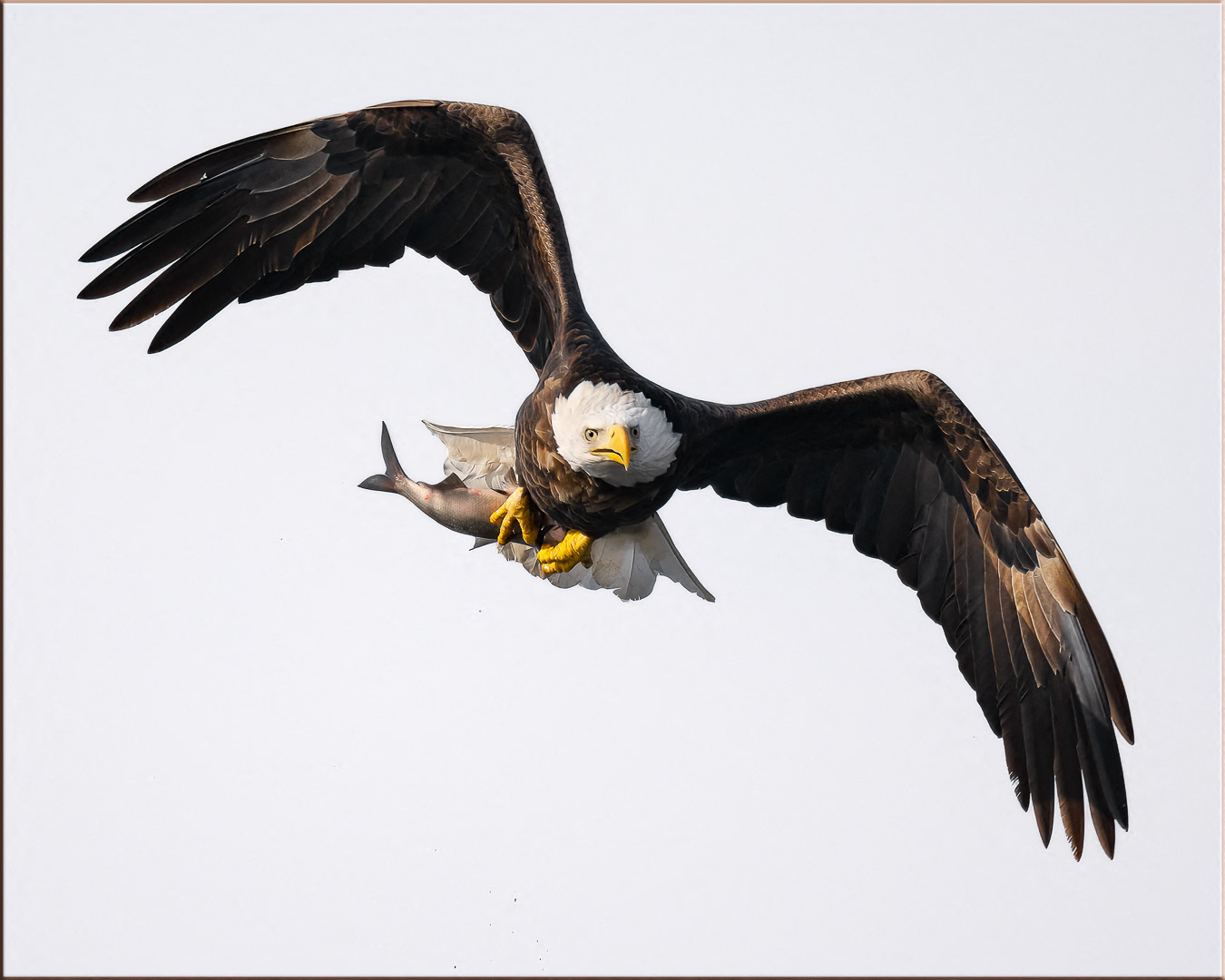 Bald Eagle in flight with a fish