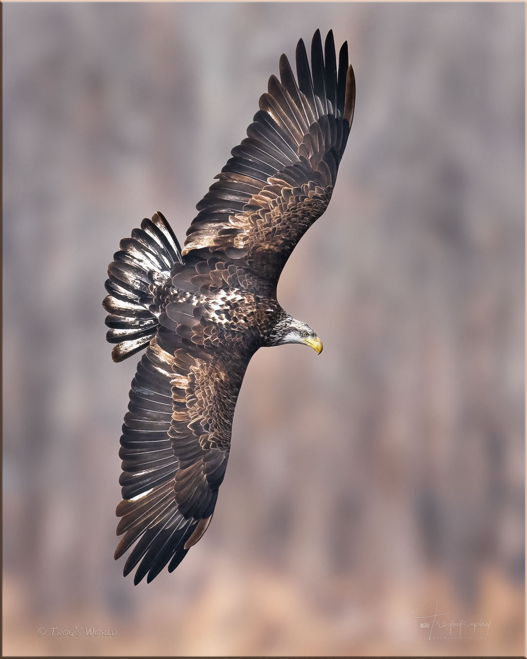 Juvenile Bald Eagle in flight