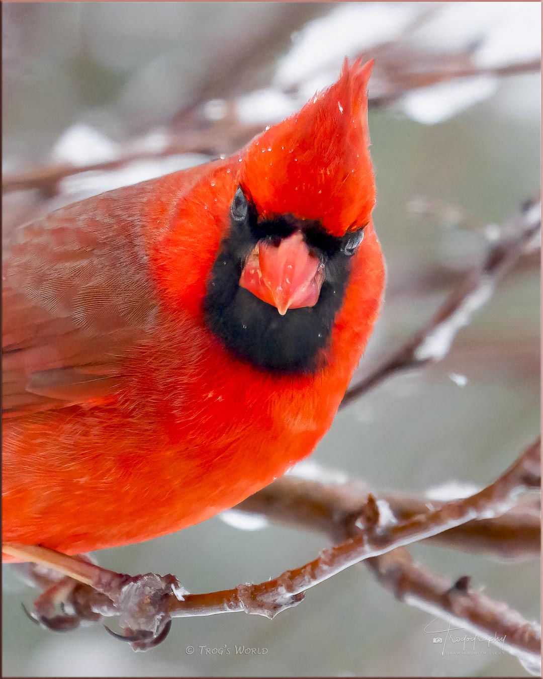 Northern Cardinal in the snow