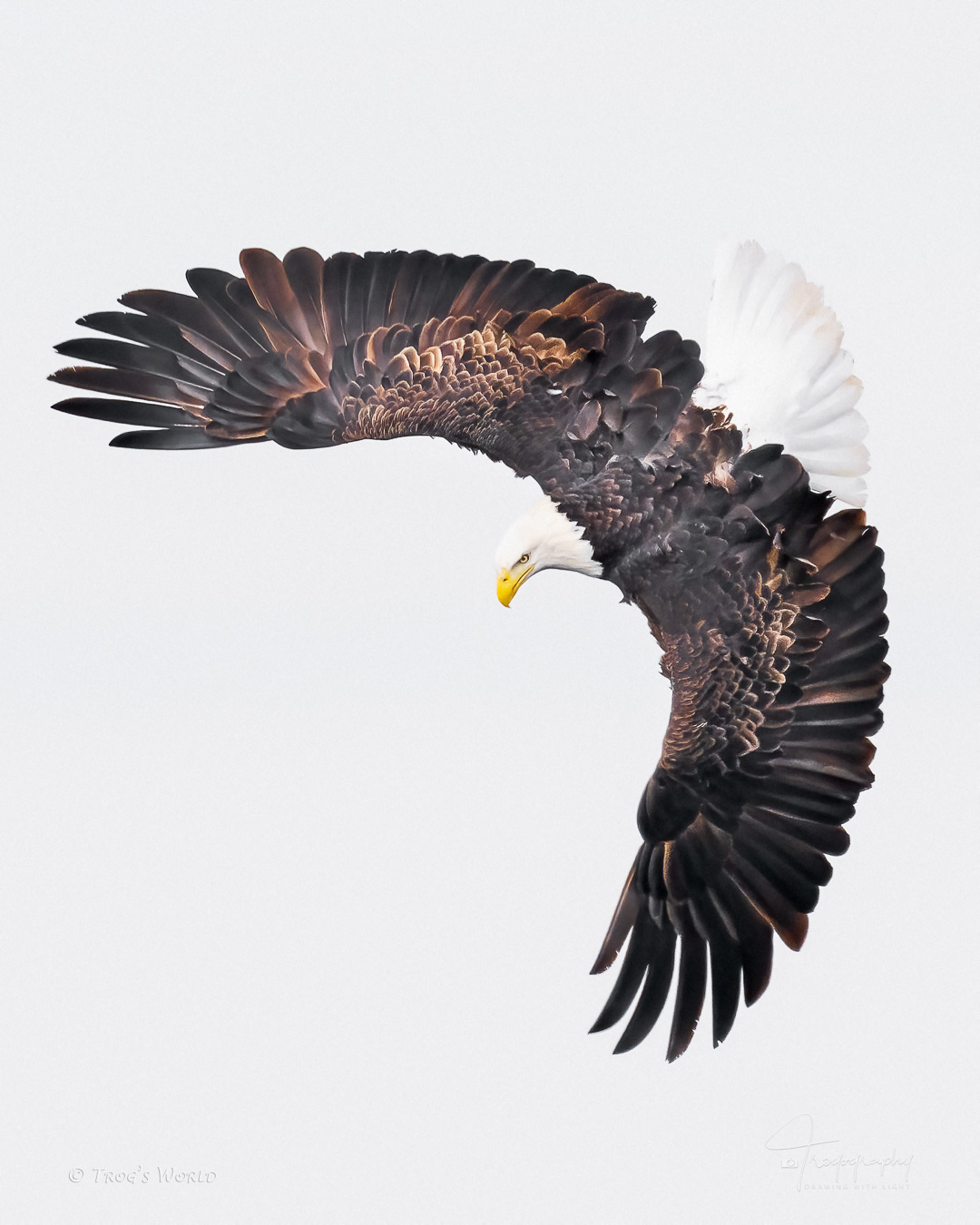 American Bald Eagle in flight