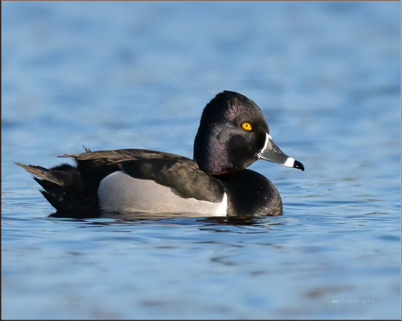 Wood Duck Eclipse Male | Trogography