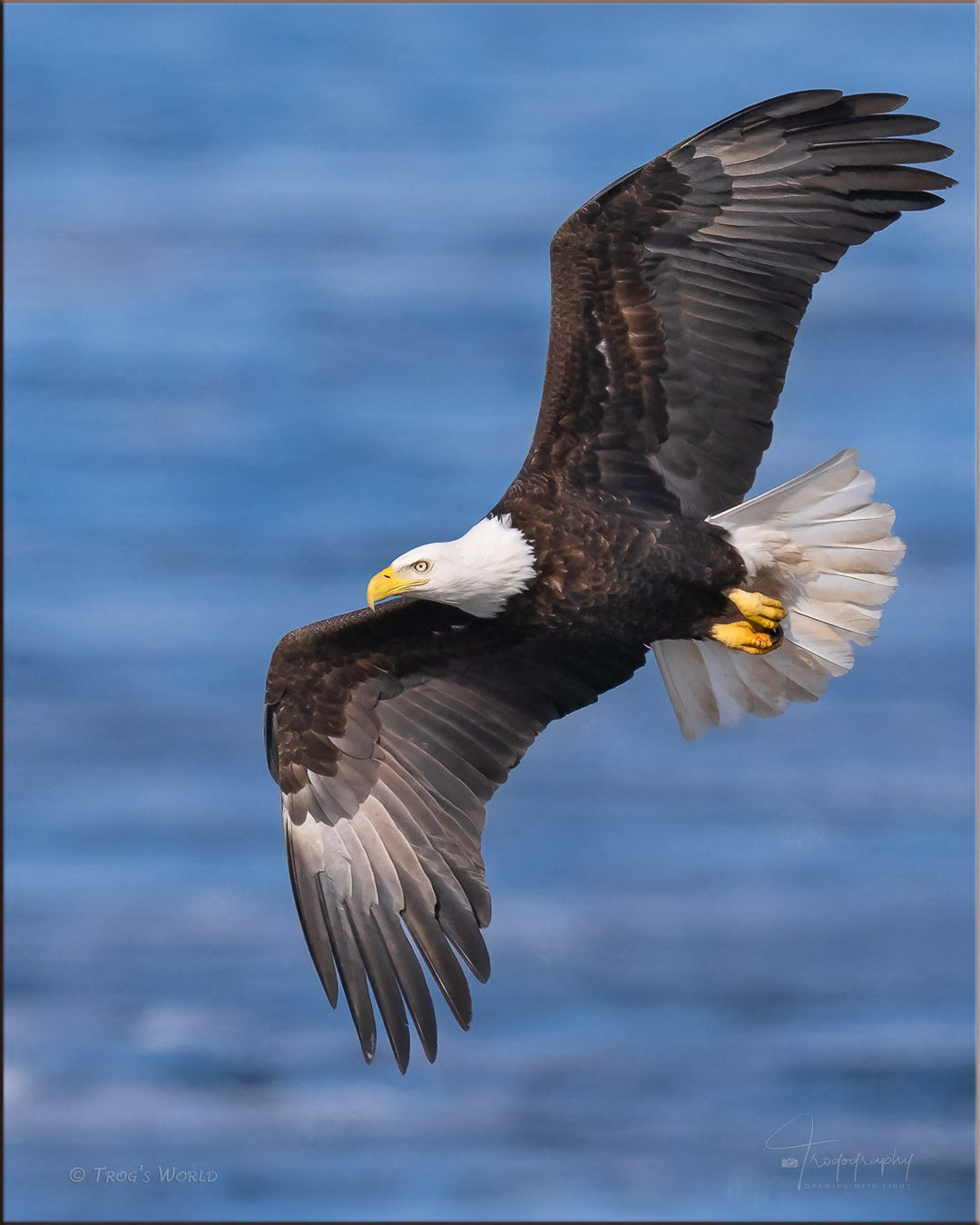 Bald Eagle in flight over the Mississippi river