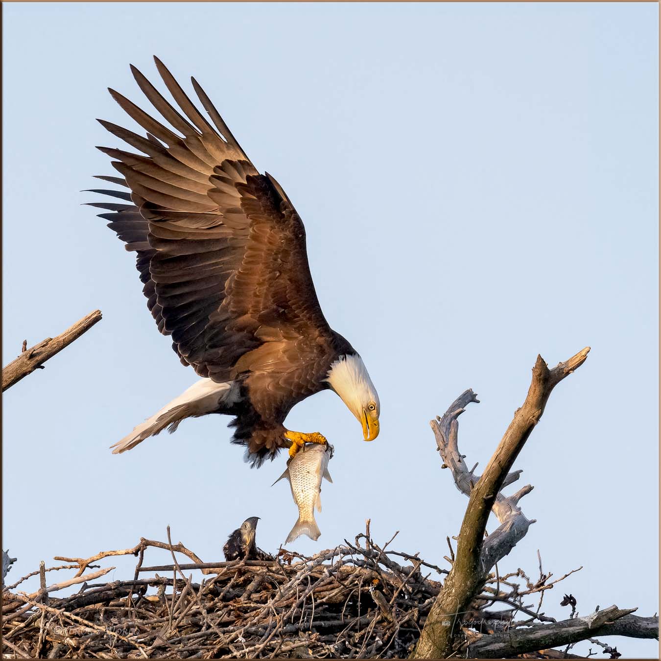 Bald Eagle delivering a fish for an eaglet