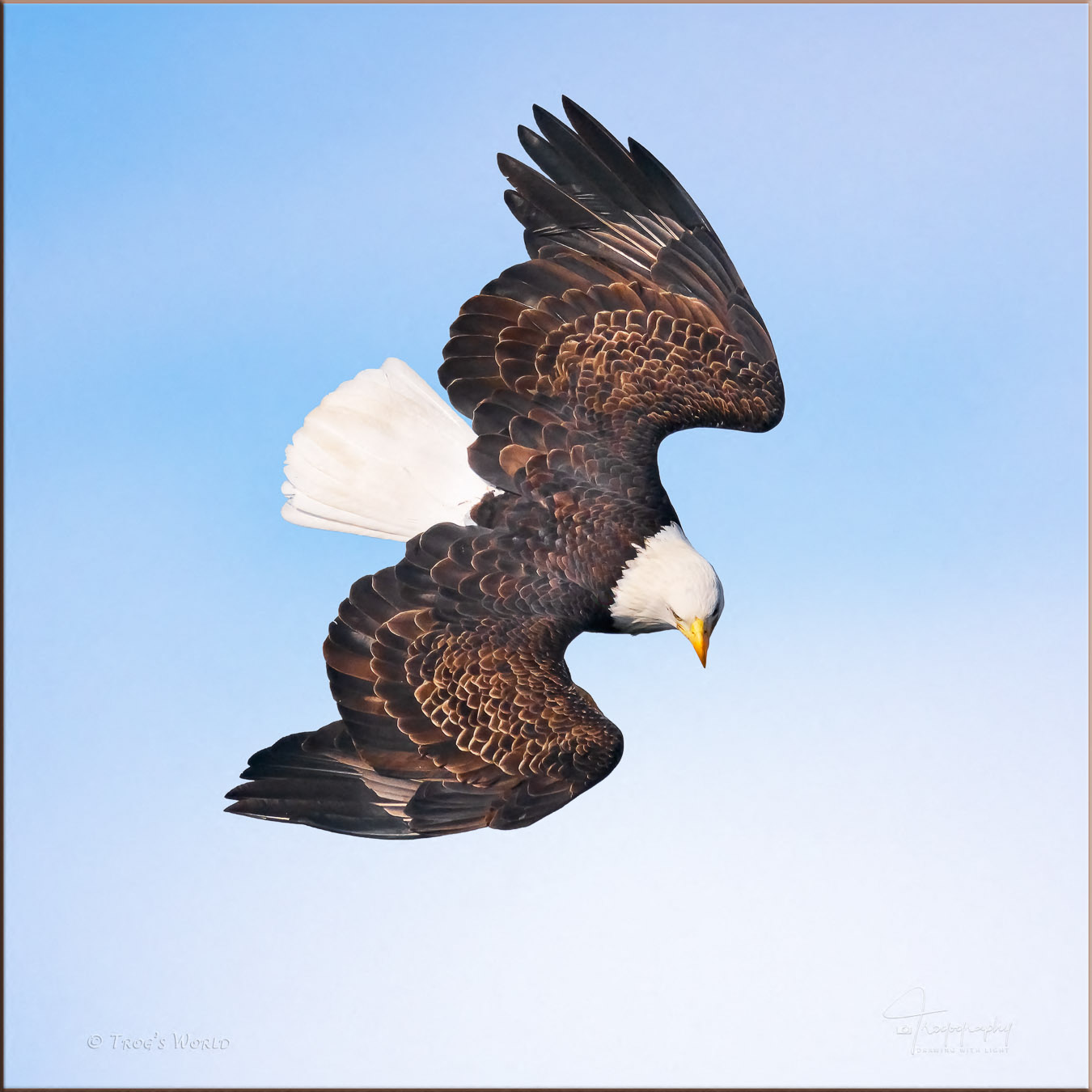 Bald Eagle getting ready to dive