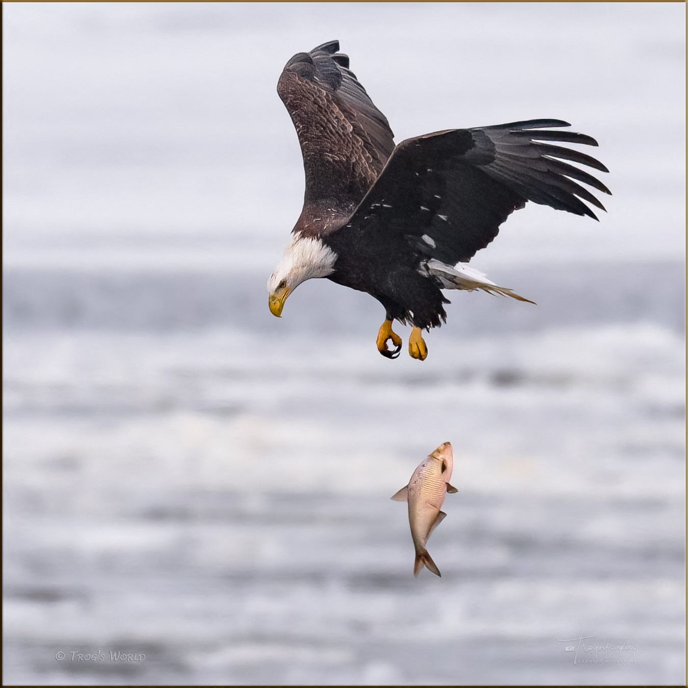 Bald Eagle dropping a fish