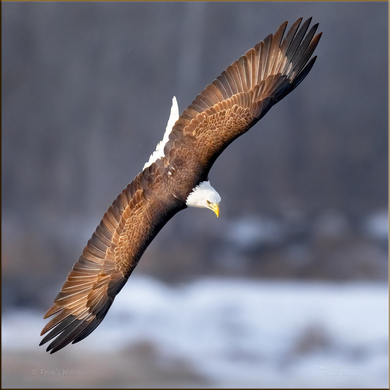 Bald Eagle banking in the afternoon sun