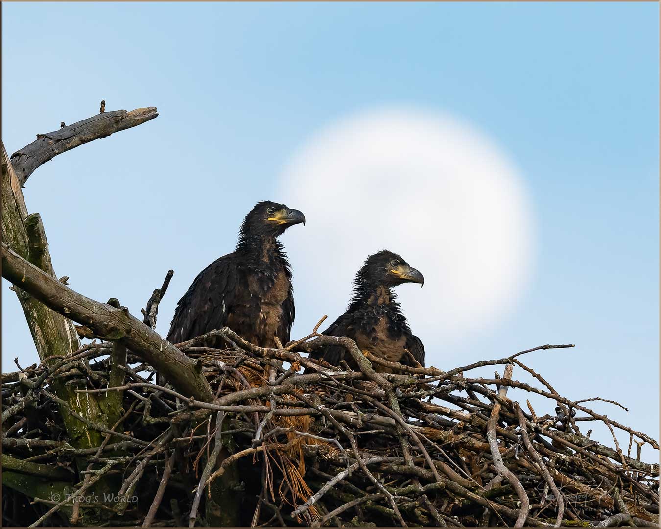 Eaglets looking out from their nest with the moon over their shoulder