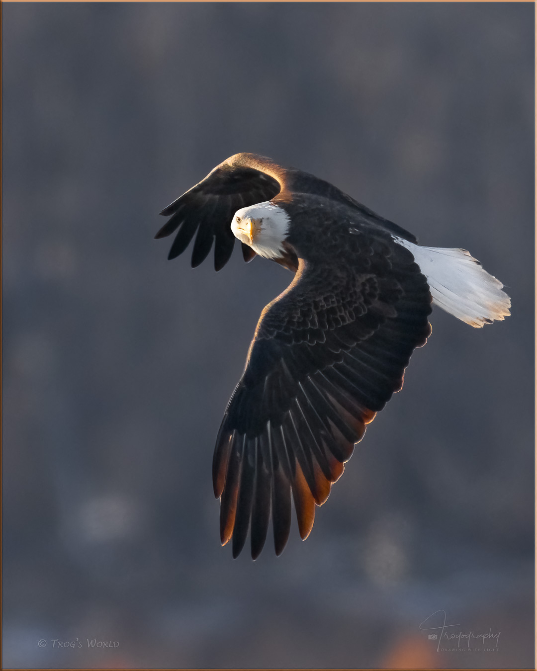 Bald Eagle in flight