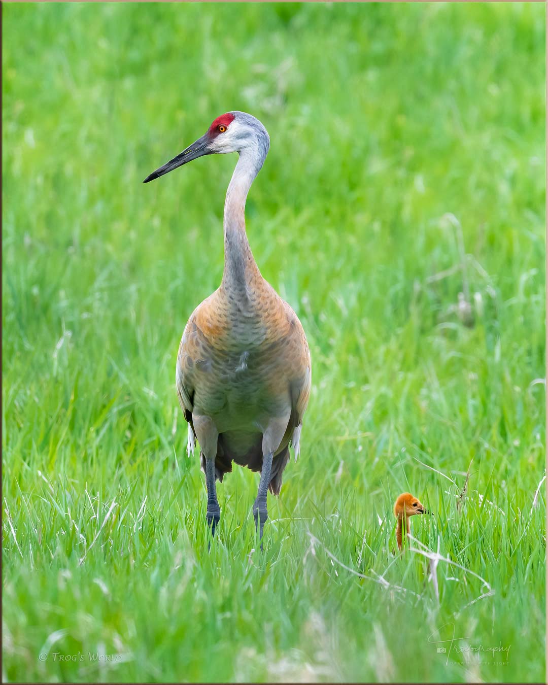 Sandhill Crane and its colt