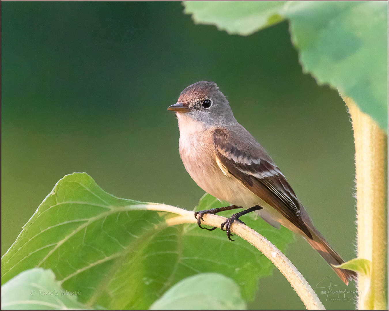 Willow Flycatcher